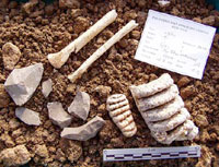 H. florensis bones